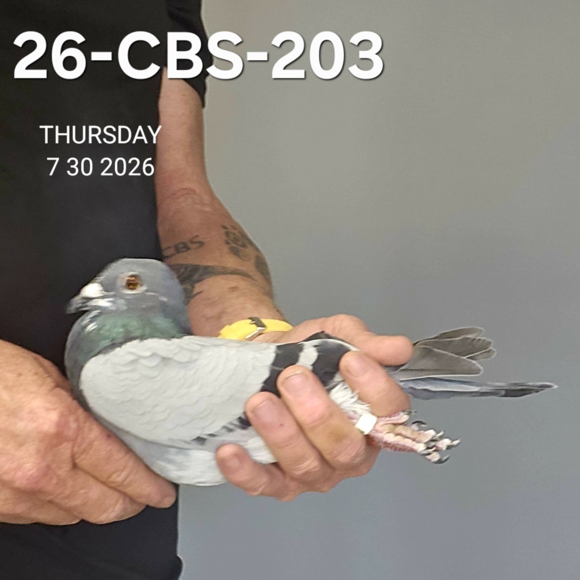 26-CBS-203 Blue check cock. 