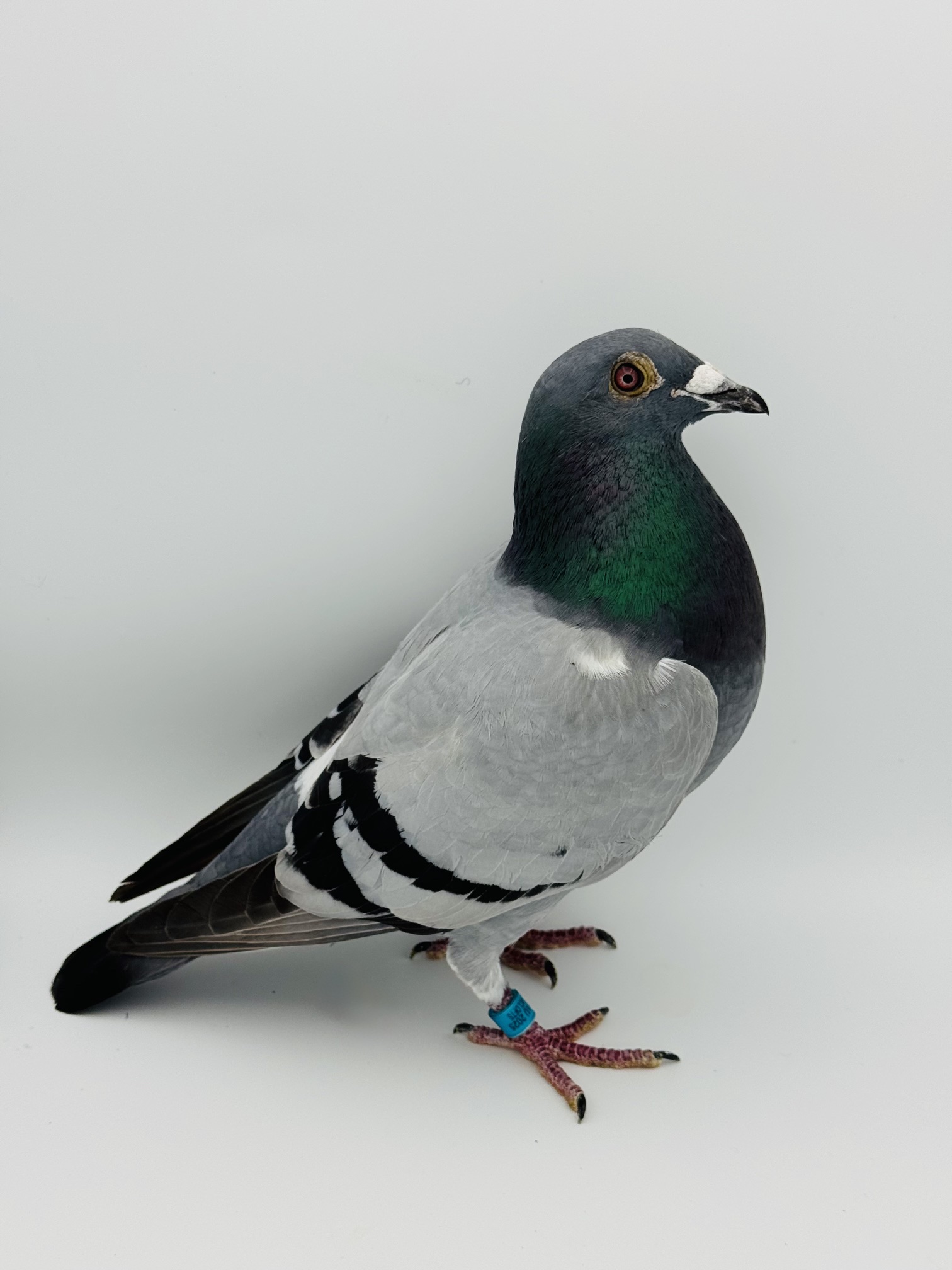 25 MCLOFT 562 BBCock