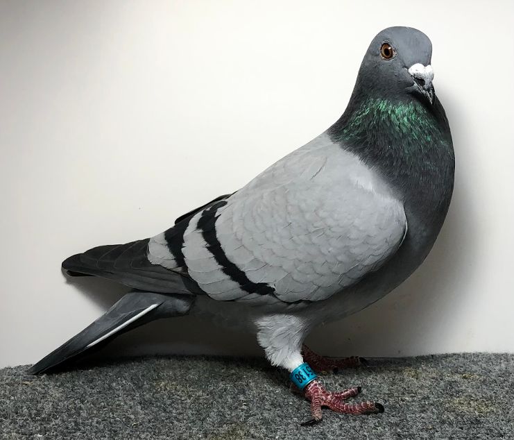 25138 RMR AU 2025 BB H