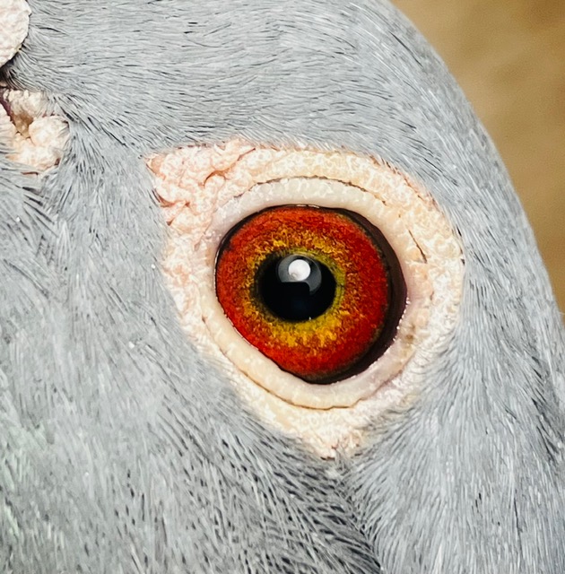 Preview Image 2
