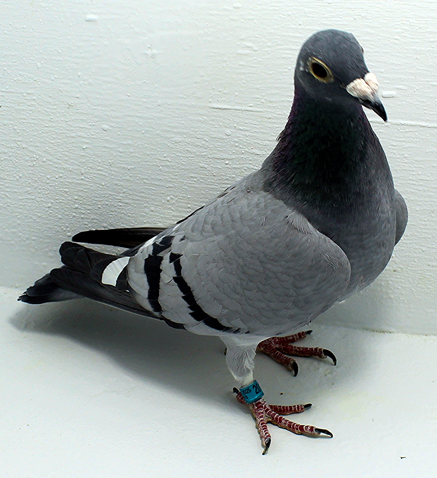 AU 20170 AA 2025 Pure Paul Sion