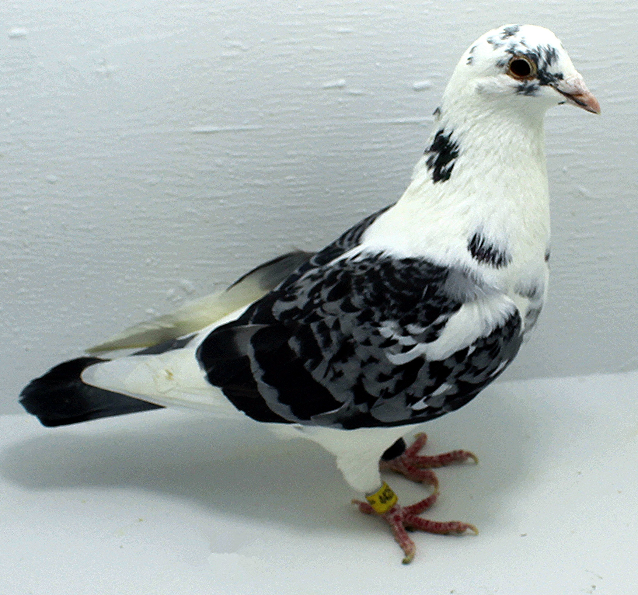 AU 44253 AA 2025 Pure Hansenne