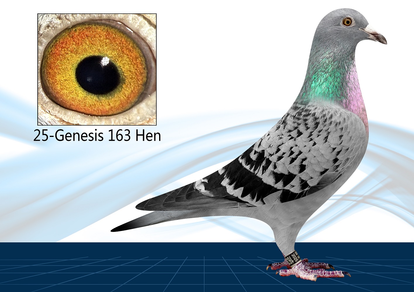 25-163(Hen) Son of Jackpot