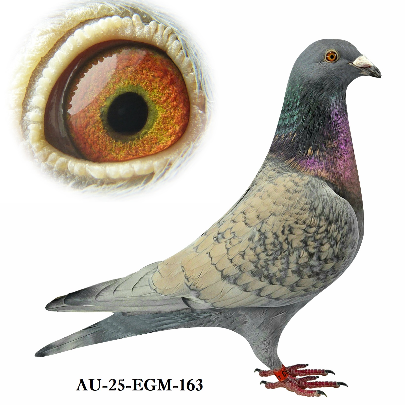 CHOC Cock - Father won 19 diplomas, AU and IF Champ