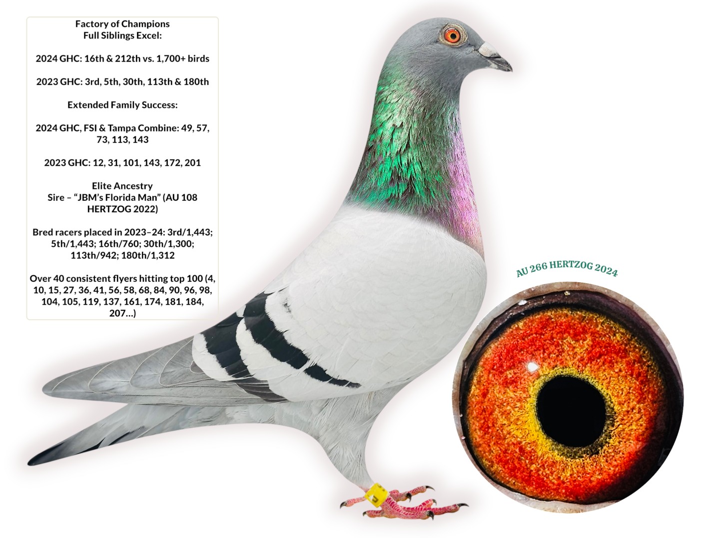 Sagan × Van Den Bulck × Koopman Bloodlines