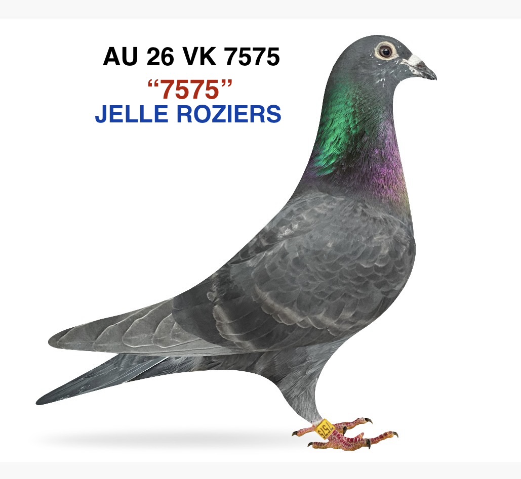 JELLE ROZIERS 
