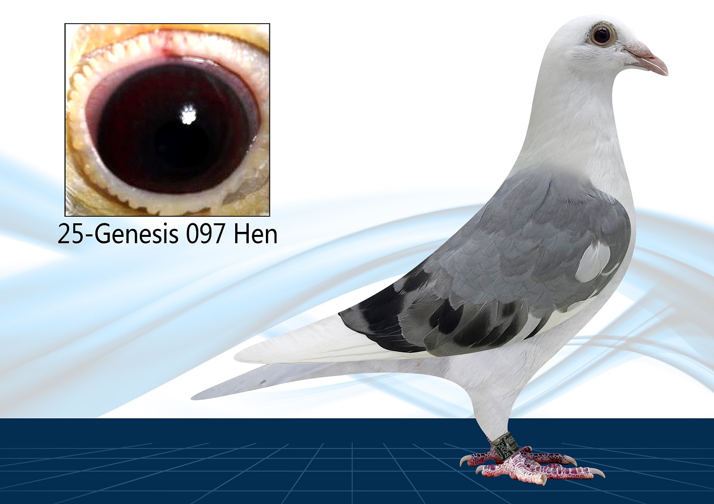 25-097(Hen) Inbred Surebet