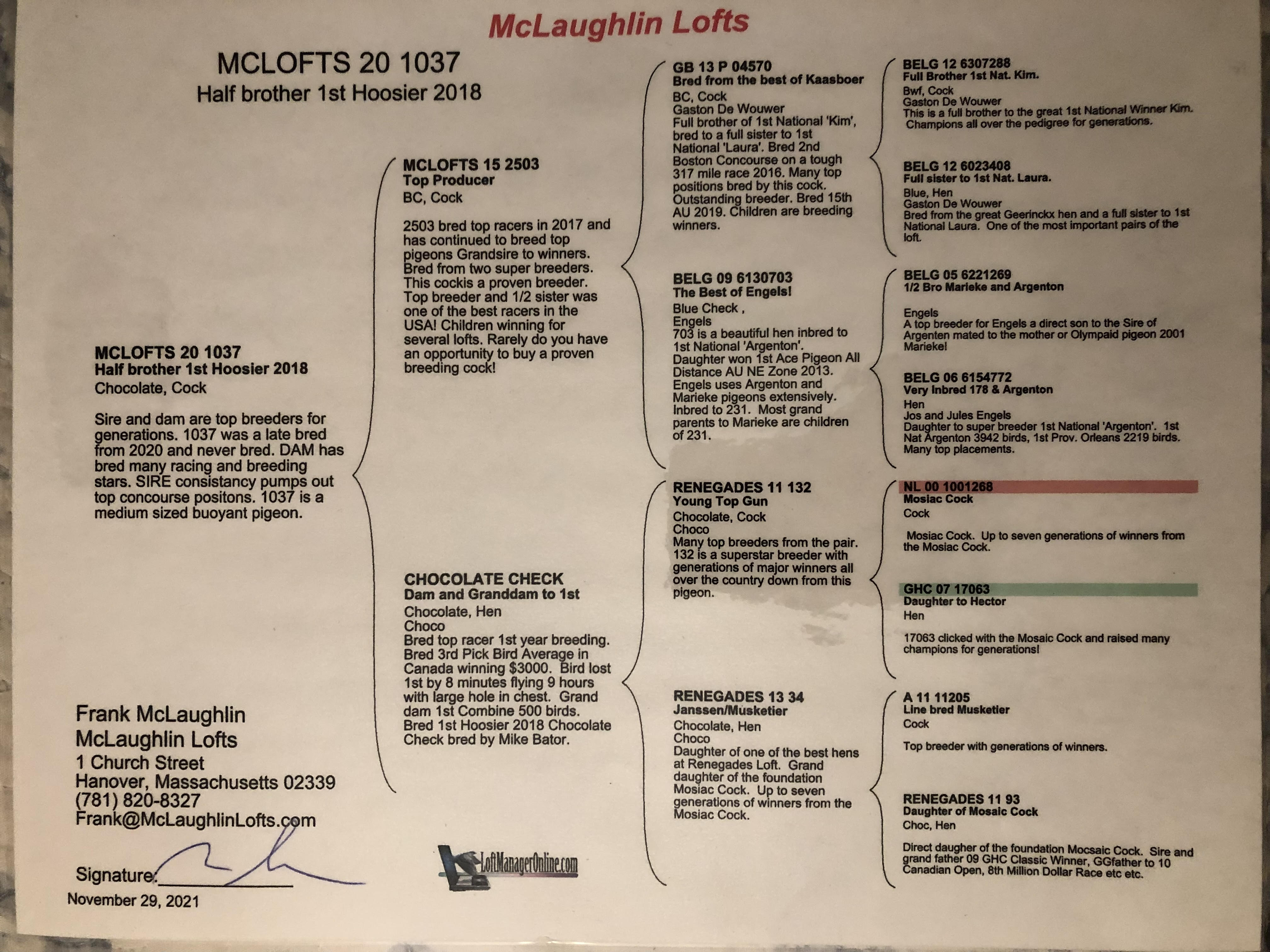 INCREDIBLE PIGEON WILL BREED WINNERS,