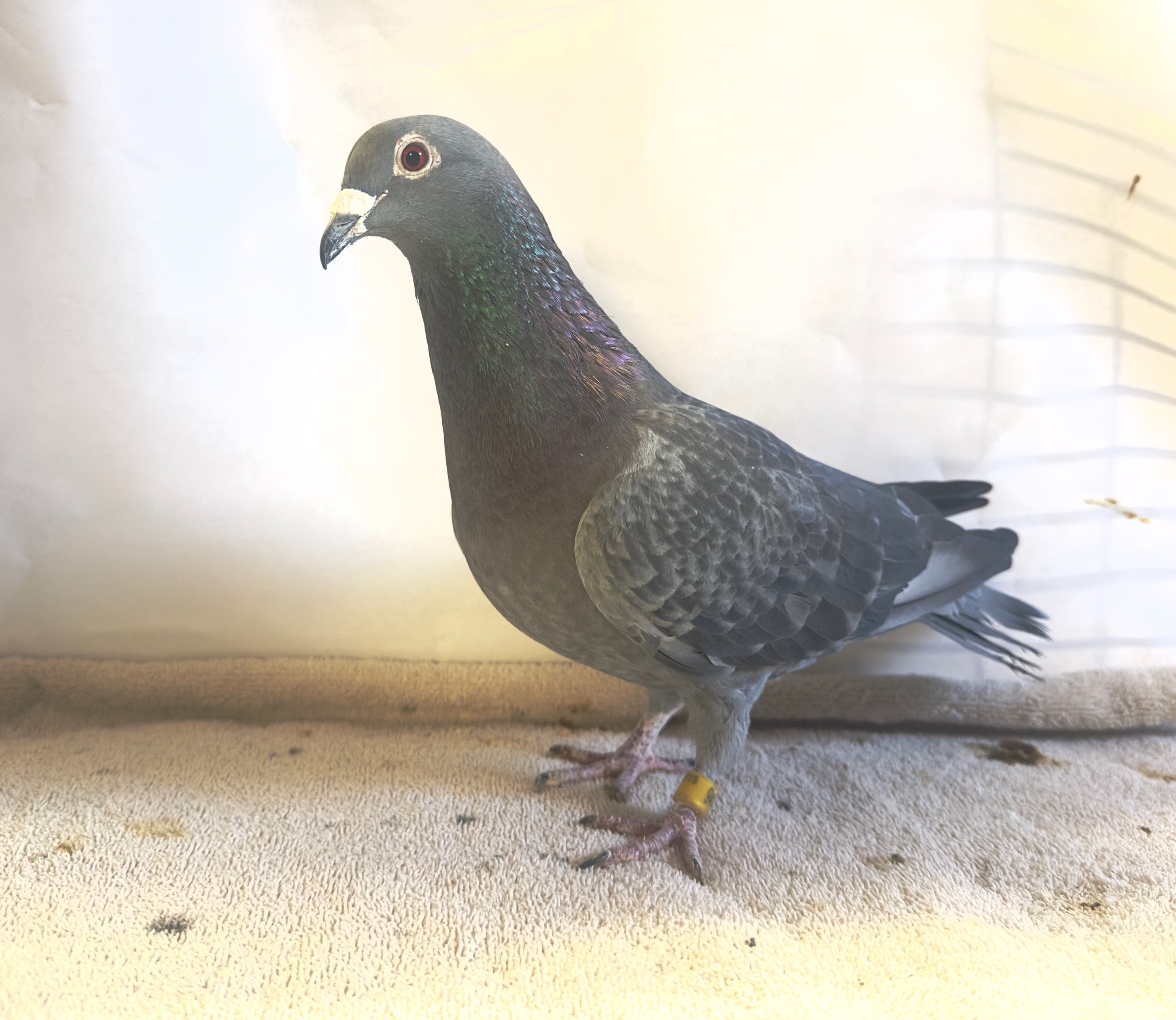 AU 19 IND 9414 Dark Grizzle Hen