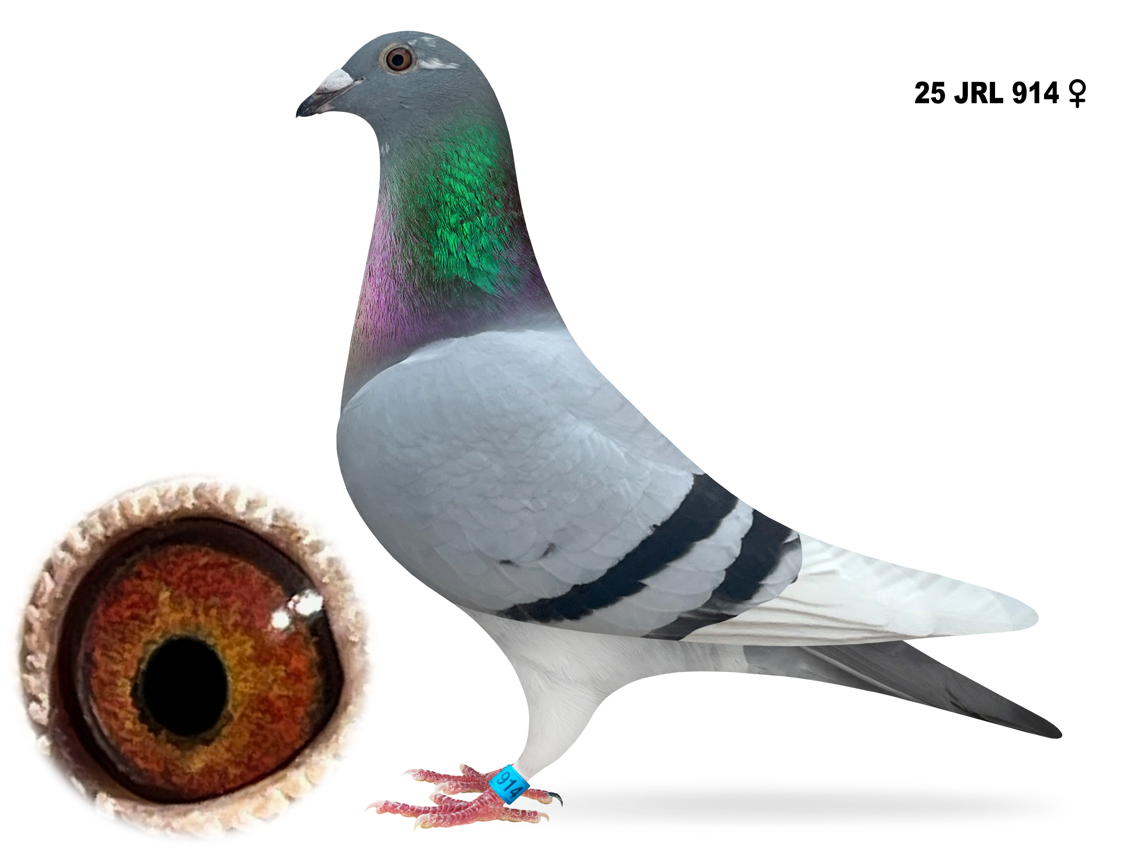 iPigeon.com - Racing Pigeon Auction