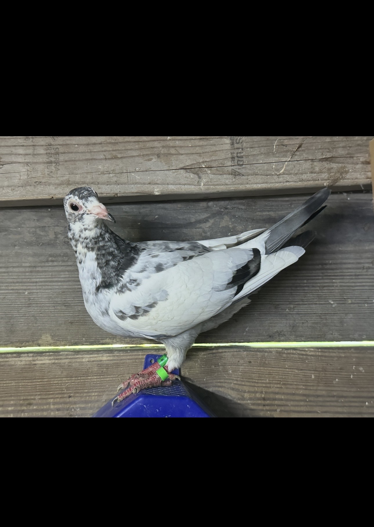 Preview Image 2