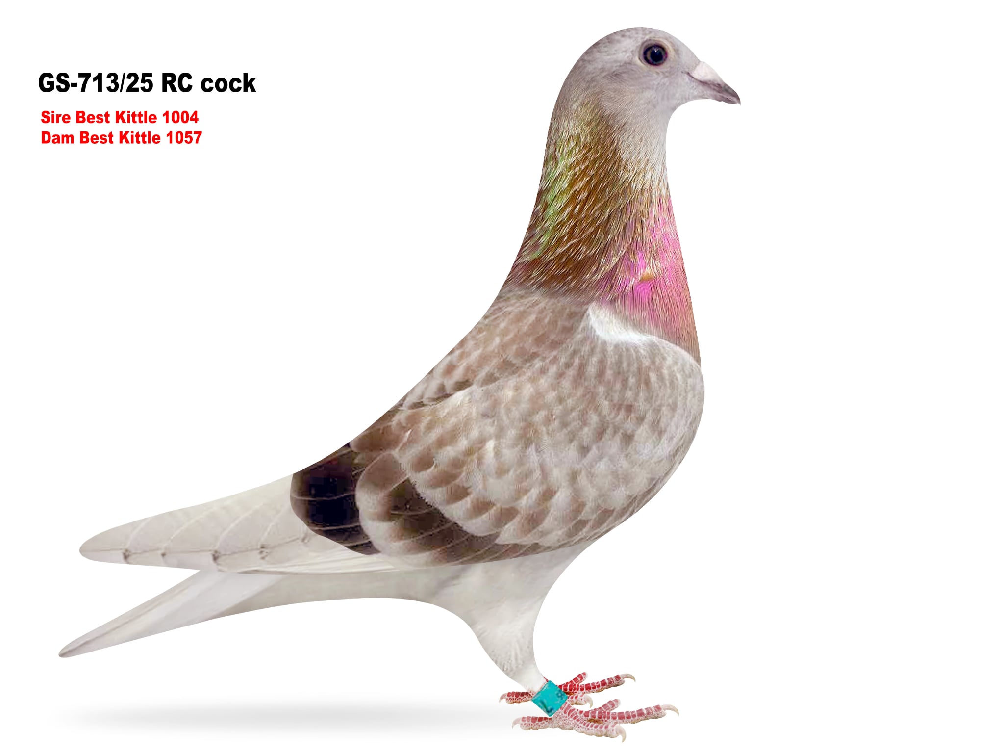 GS-713/25 Best Kittle cock