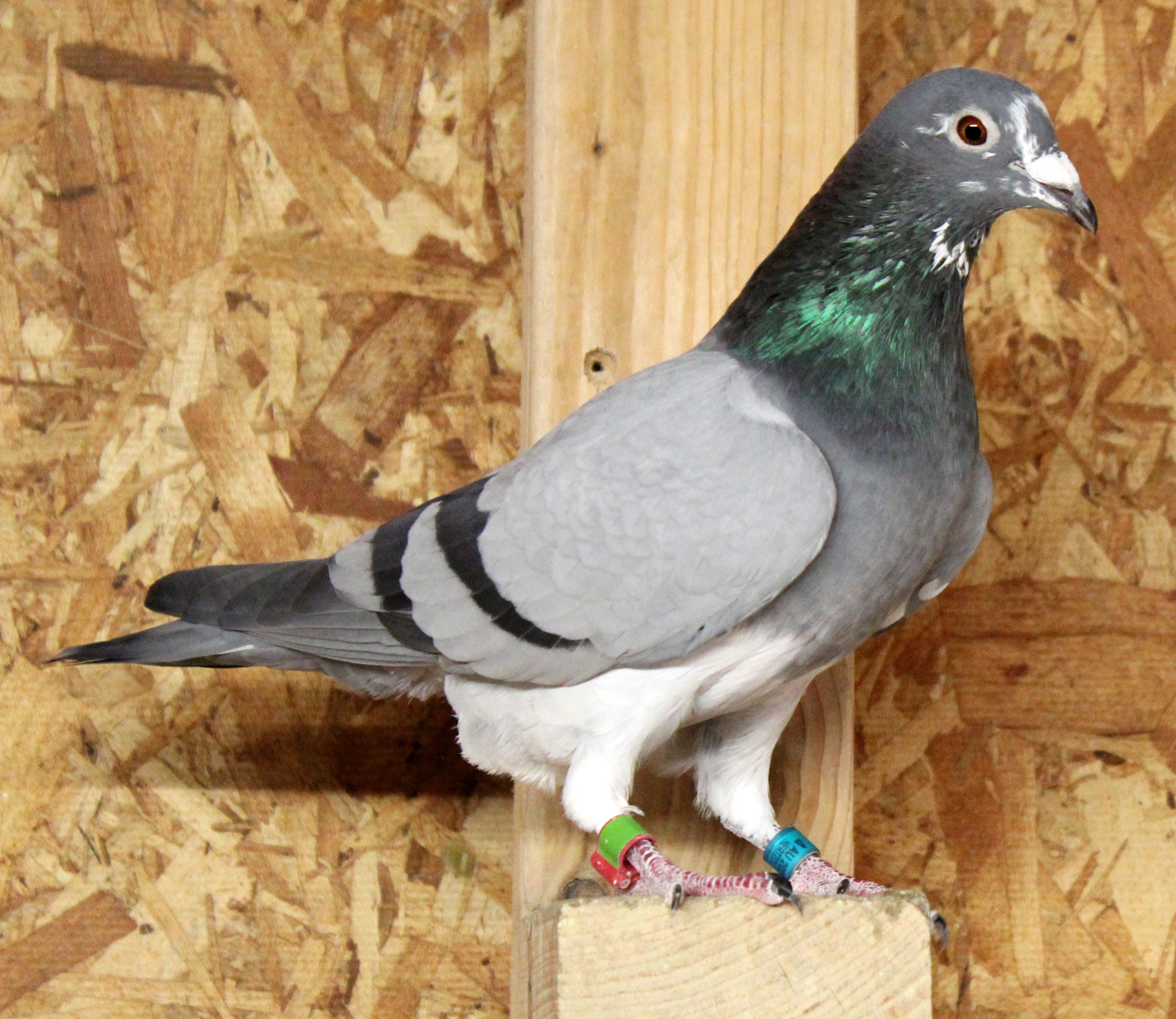 Foundation Cock bred back no less than 3 times to the legendary JBM