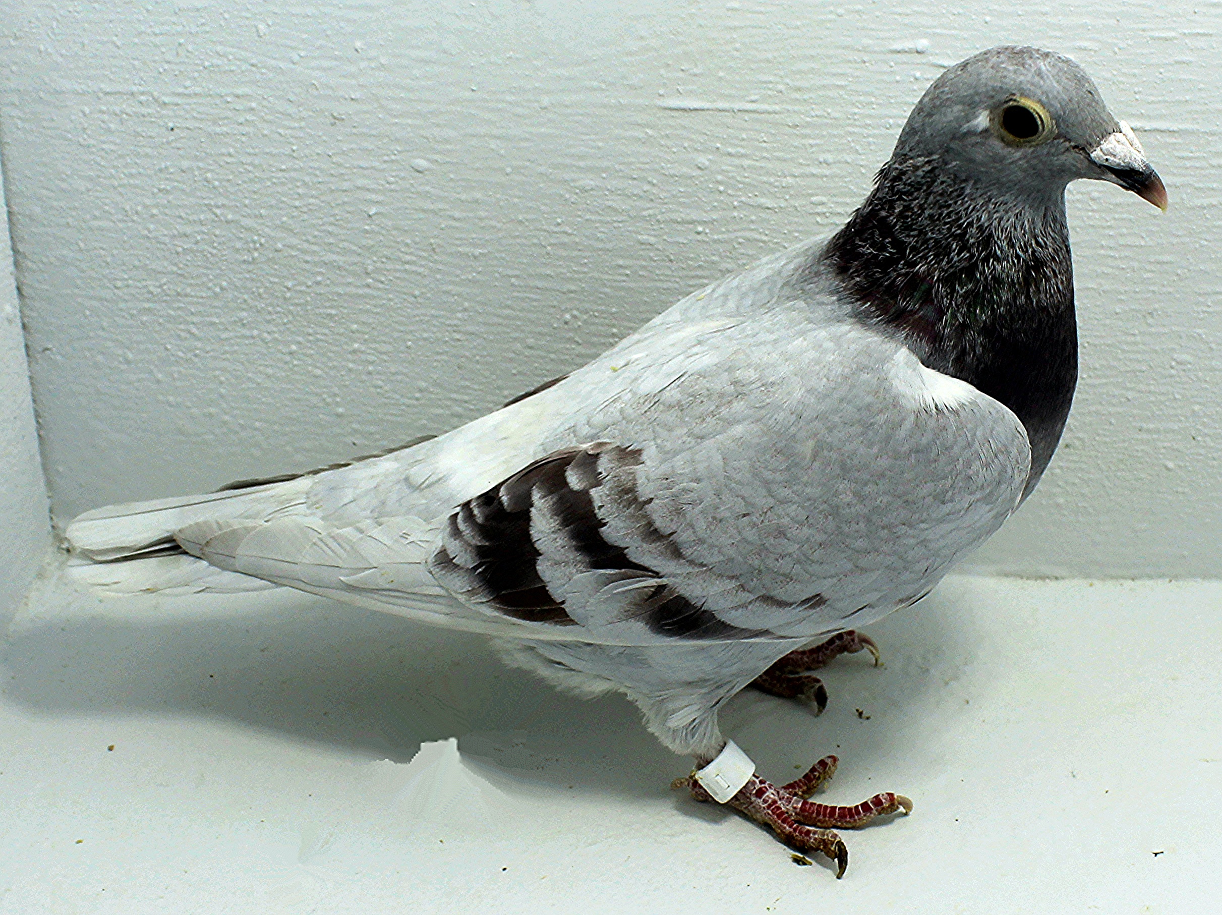 23 USA 2025 Pure Paul Sion