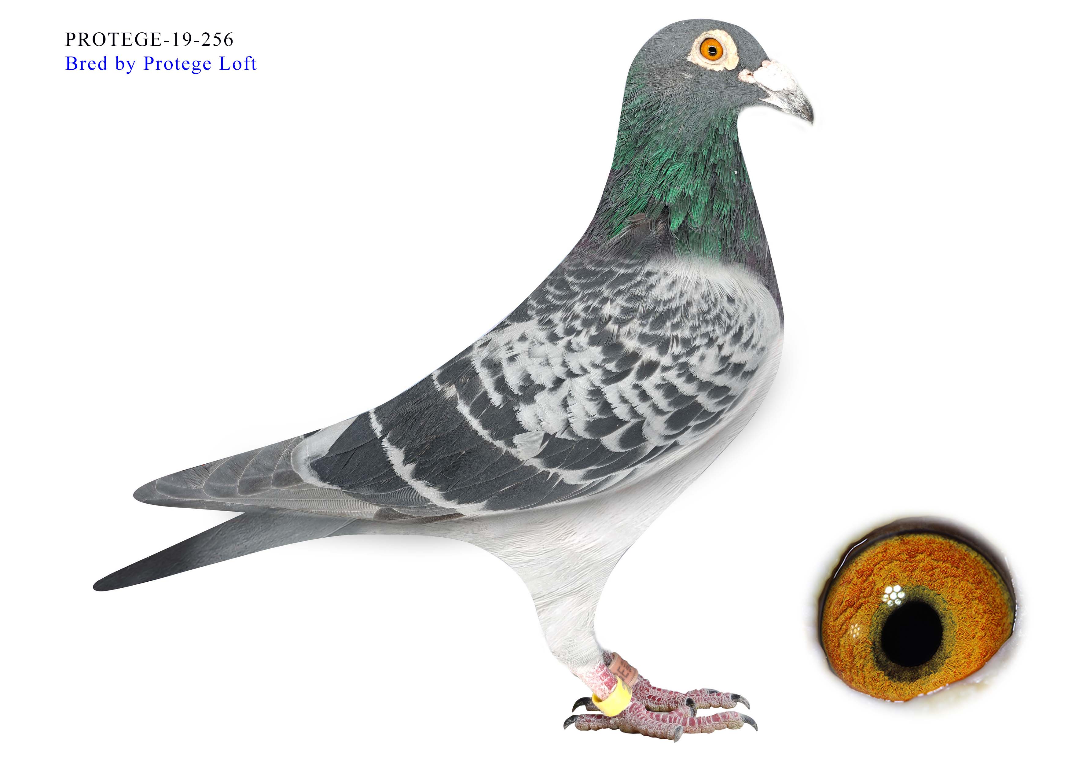 PROTEGE-19-256,   Diablo Line