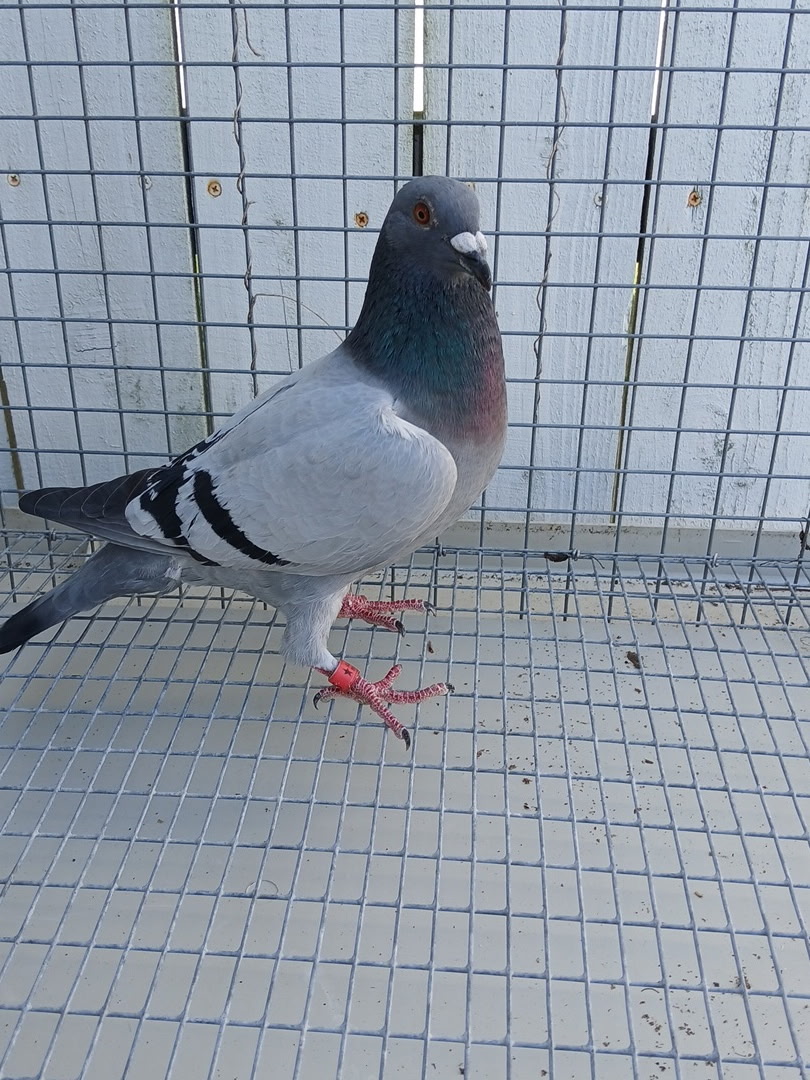AU 26 BRFT 835 BB Cock 100% Soontjens off Imports