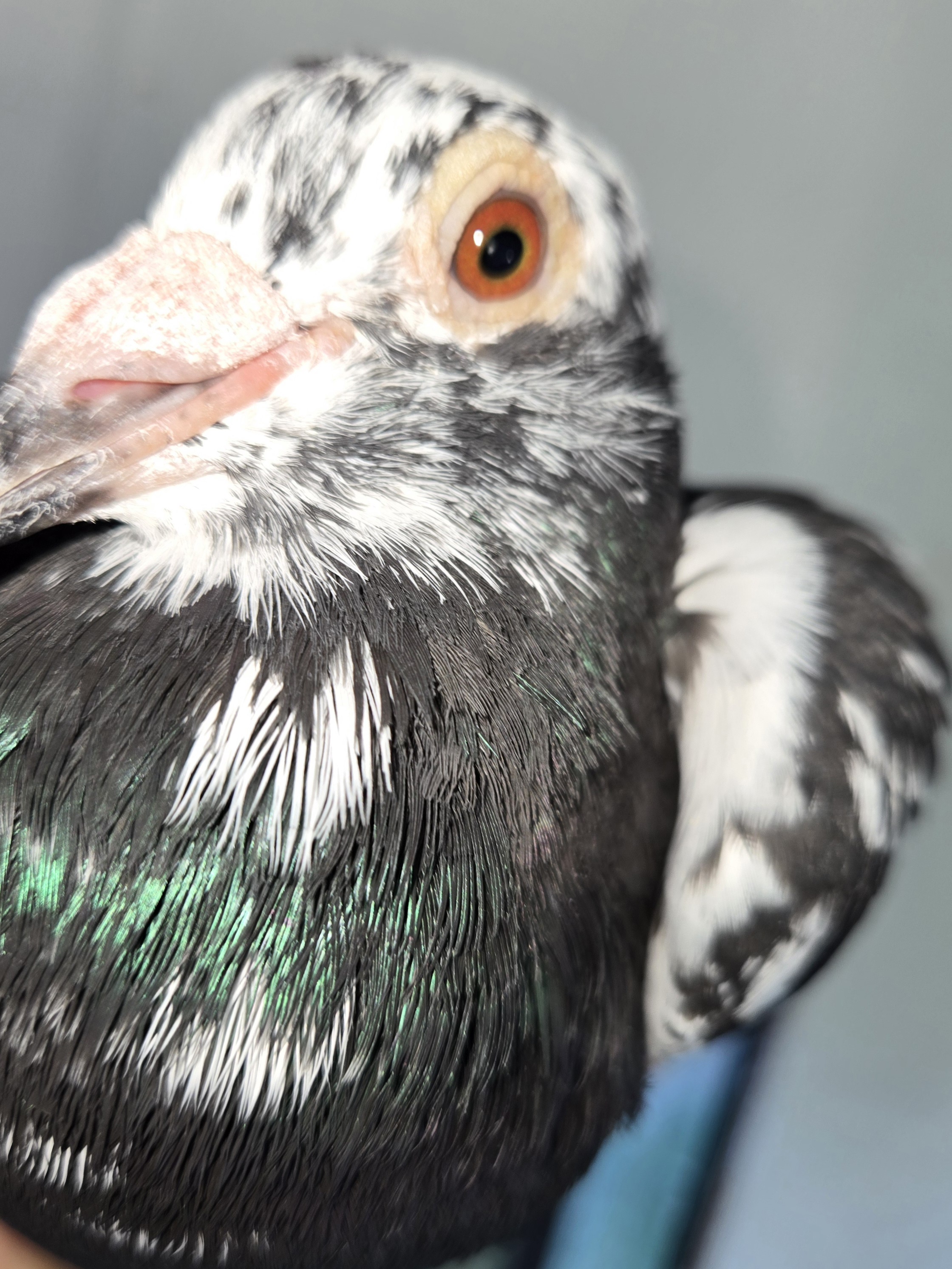  Yung bird