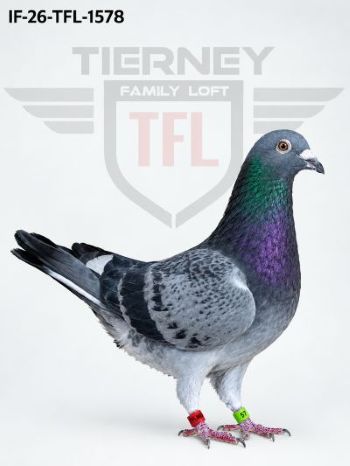 Puggle Sign iPigeon.com - Racing Pigeon Auction