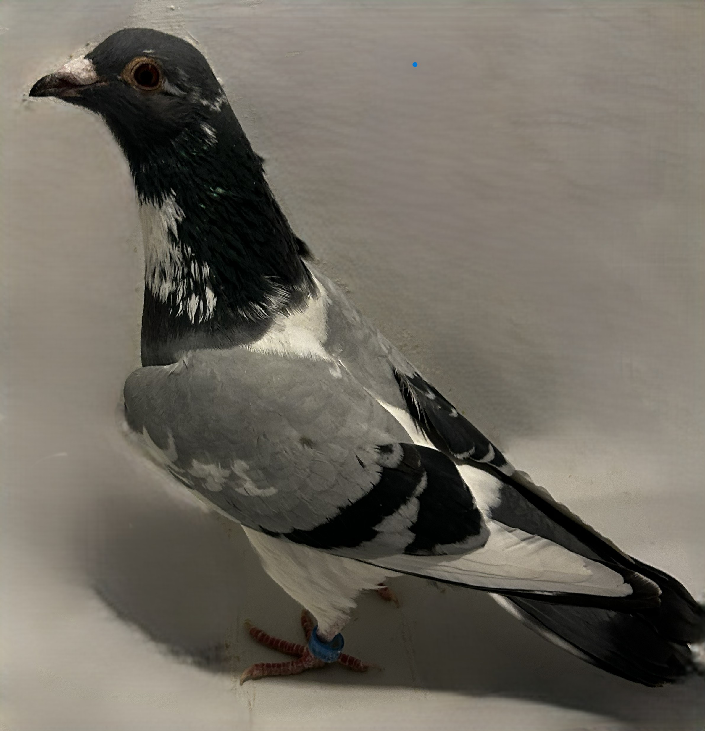 2025 NEIL 56177

NEW LAUREAAT X KLEINE JADE
BB SPLASH Cock