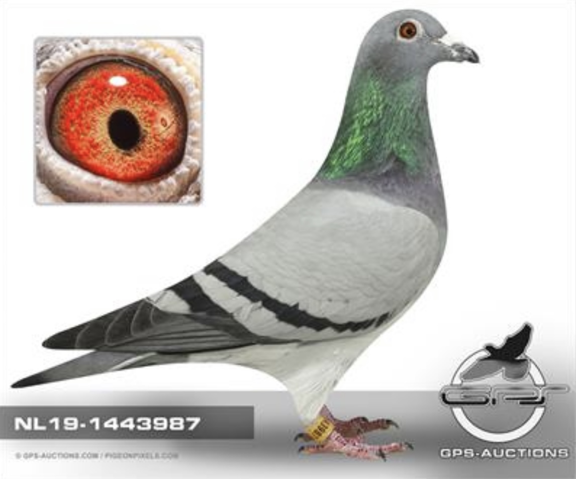 NL 1443987-19 BBH