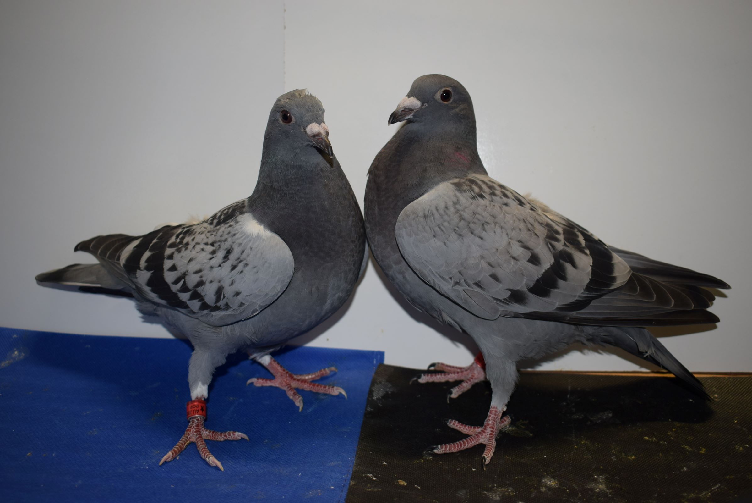 530 & 539 POP 2026 Young Birds