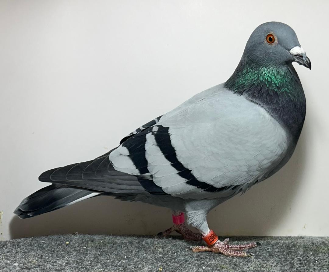26867 RMR AU 2026 BB Cock