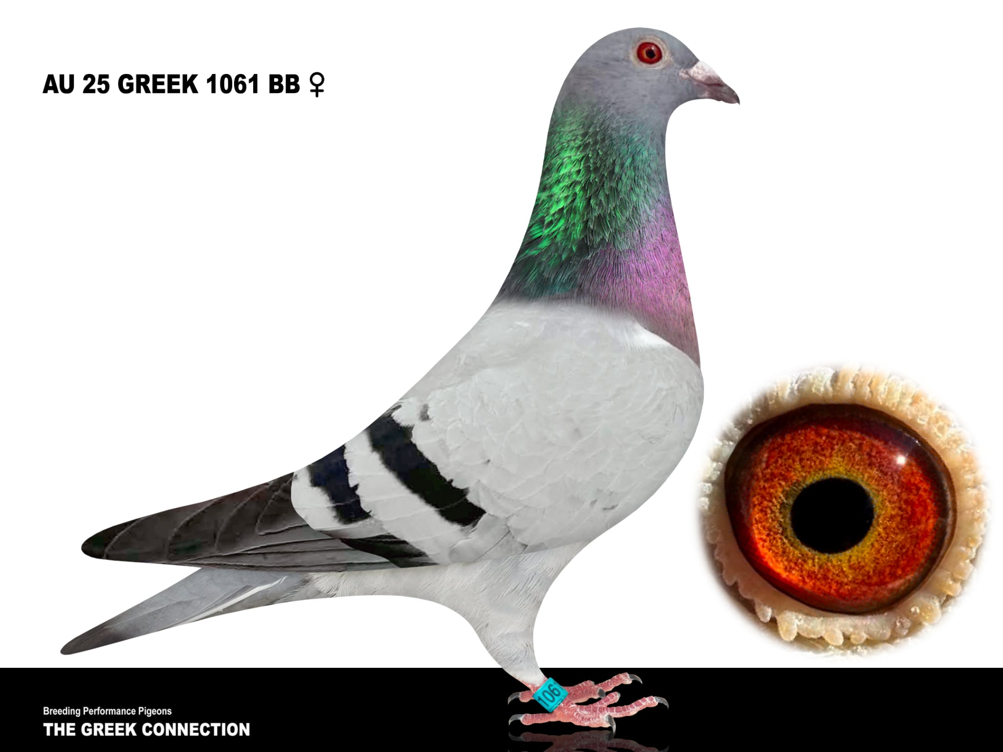 AU 25 GREEK 1061 BB HEN 17TH ACE