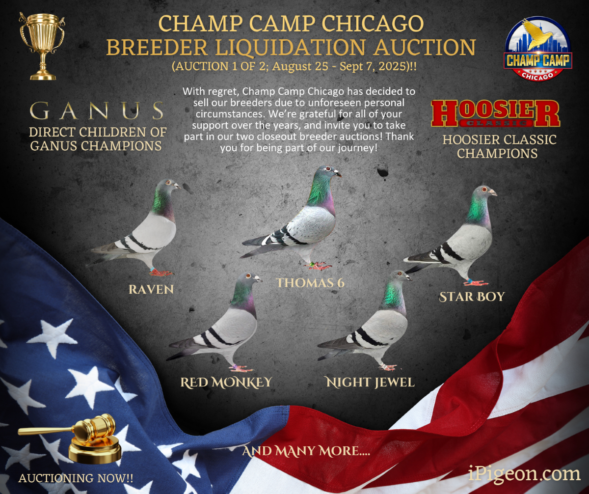 Champ Camp Chicago Breeder Liquidation Auction