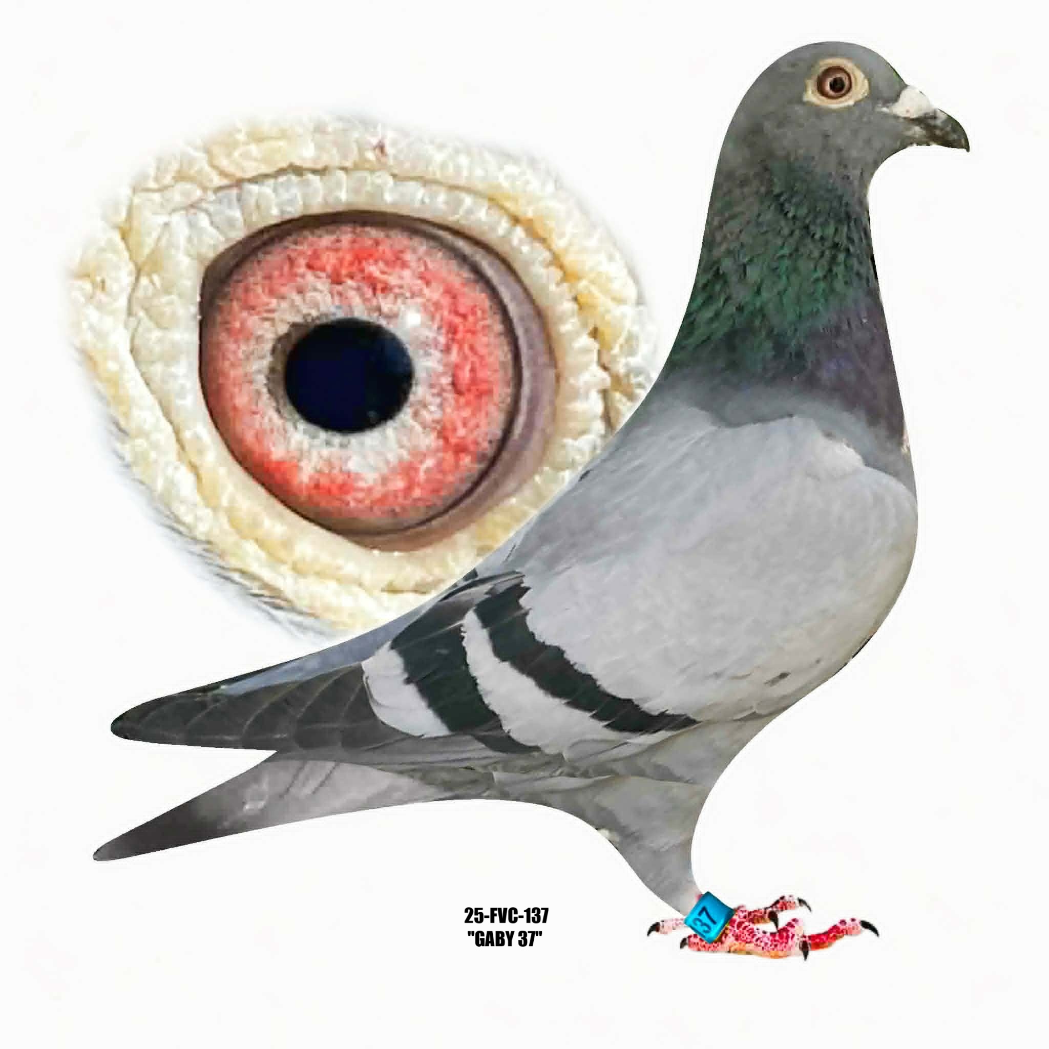 25-FVC-137 Blue Bar Hen.