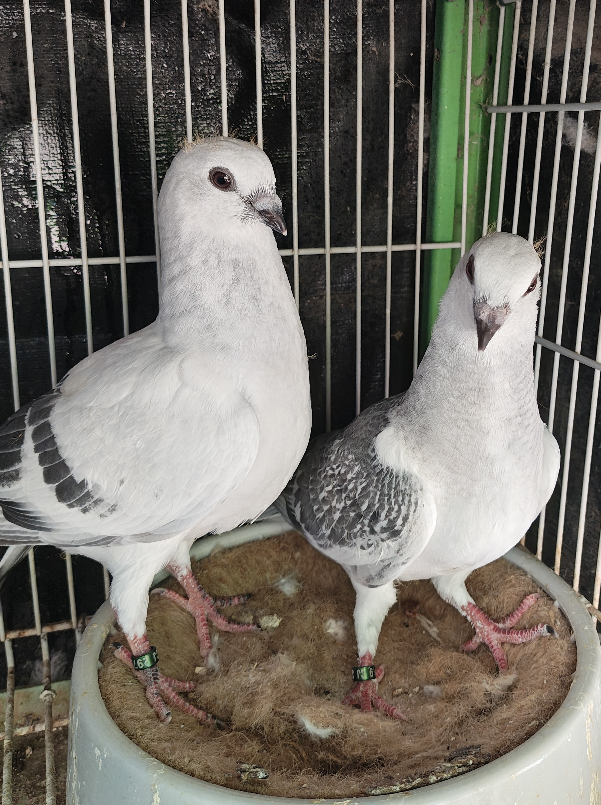 Damascene Squabs 