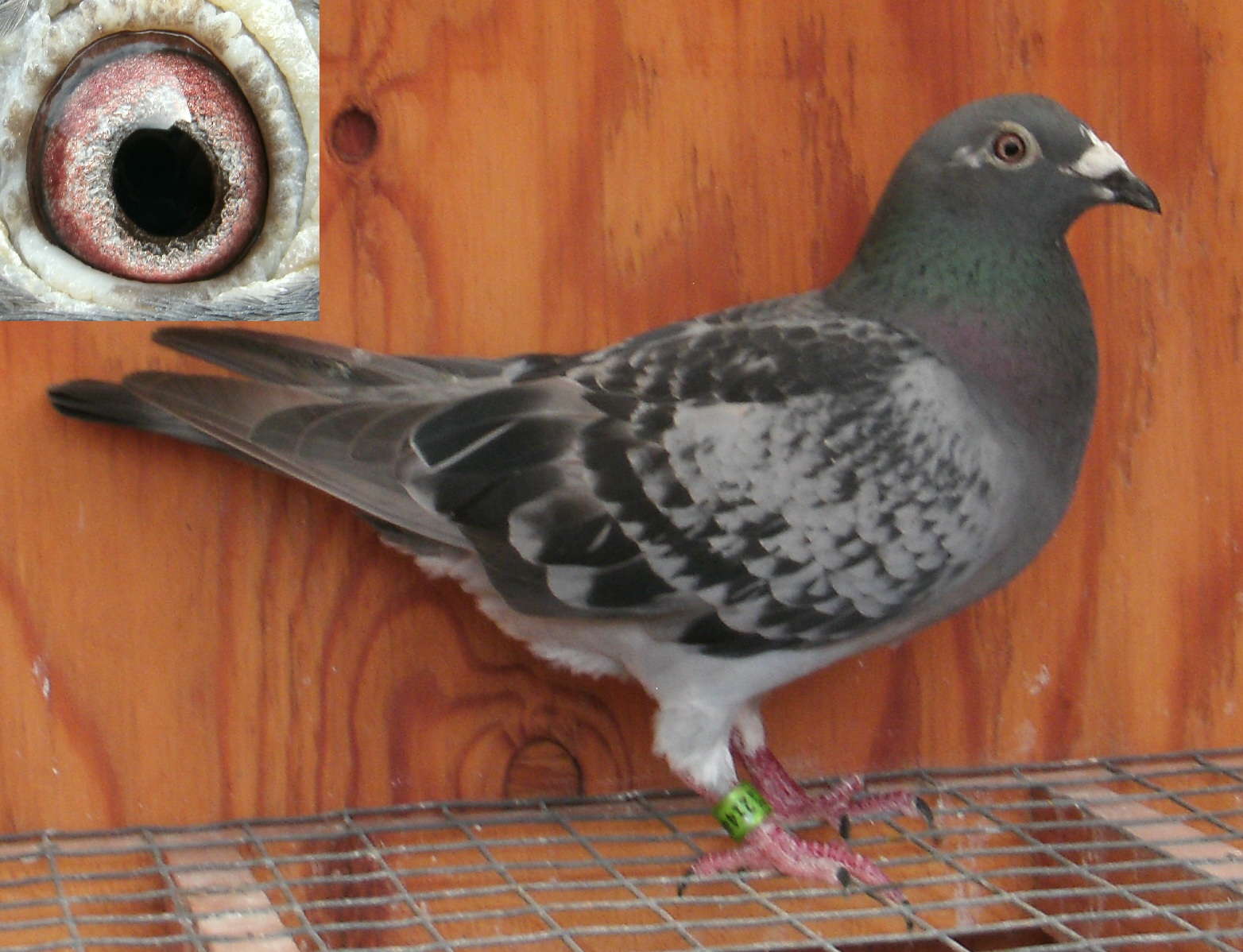 Gaby Vandenabeele Line Import Hen from Vandermissen Loft