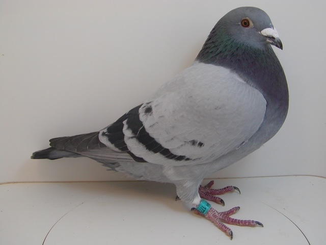 D AU 24 JEDDS 1775 GR-SON OF "MISTER 900"