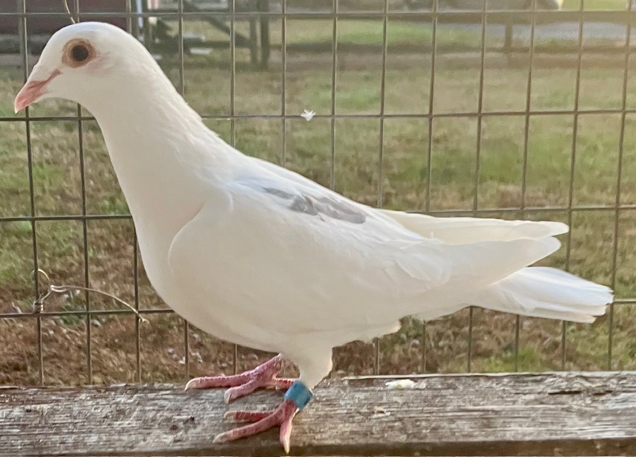 ROZIERS WHITE SADDLE HEN