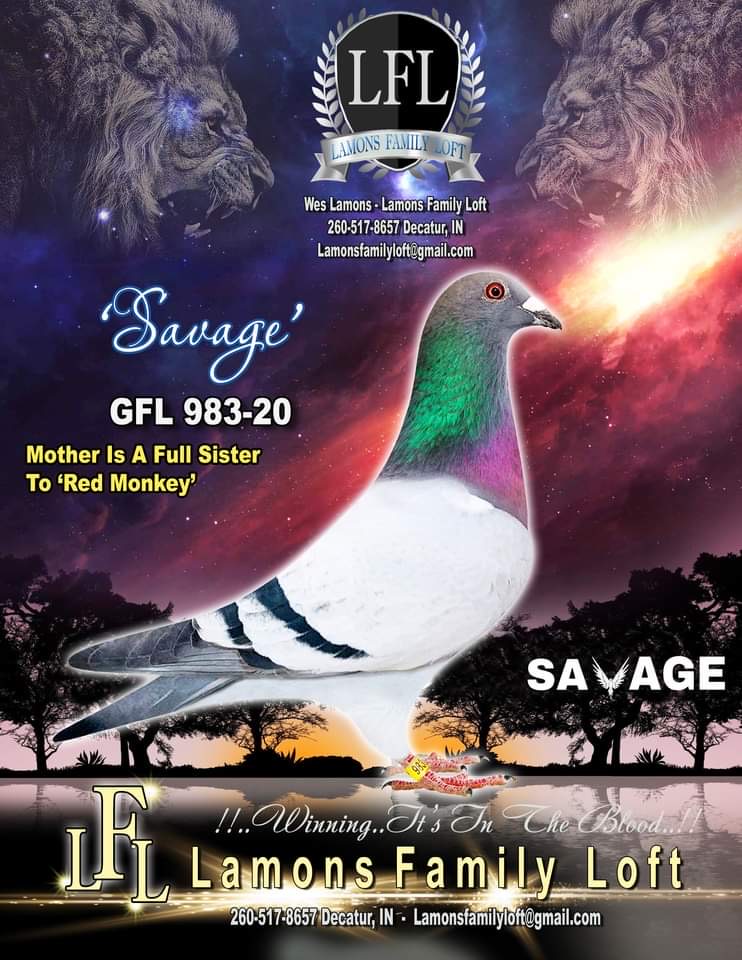 GFL 983-2020 “Cock”