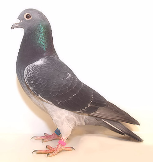 AU 20 ARPU 40458 VELVET COCK