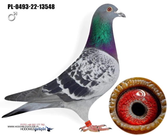 2022 PL 0493 13548 COCK