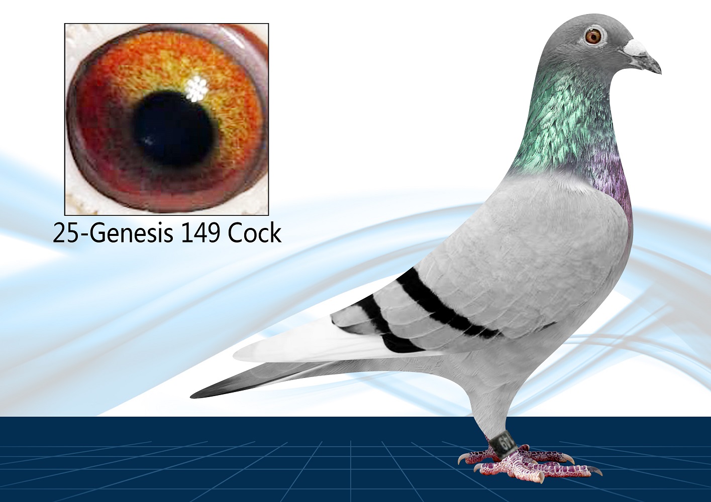 25-149(Cock) Inbred Surebet