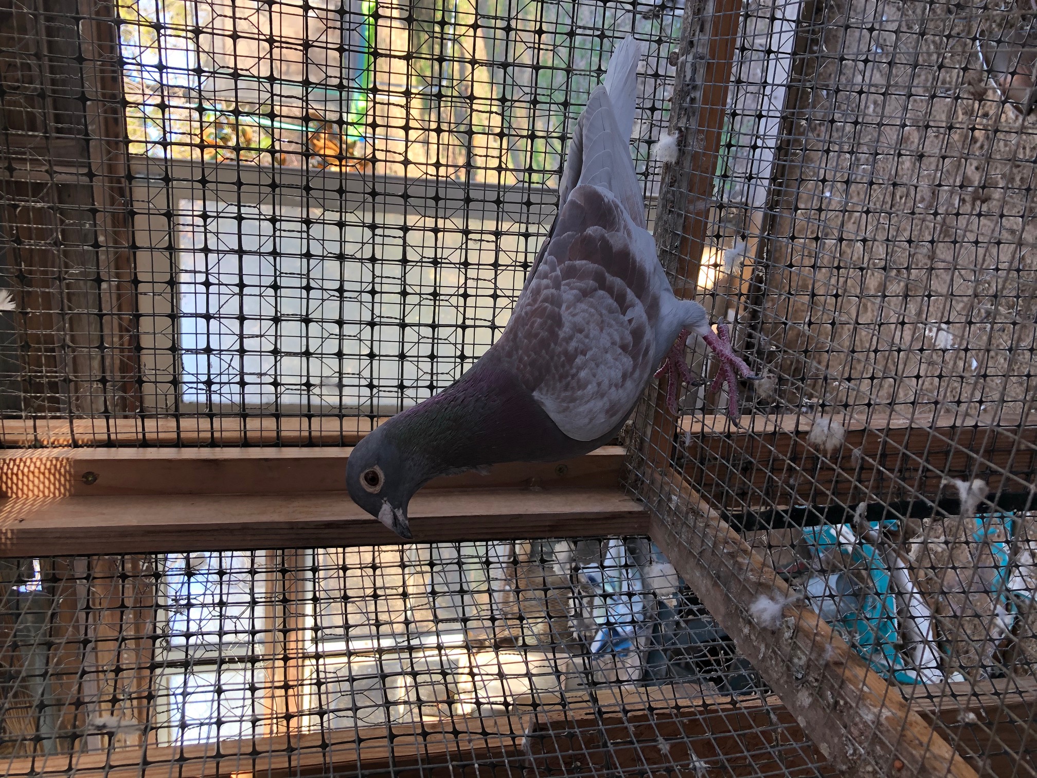 iPigeon.com - Racing Pigeon Auction