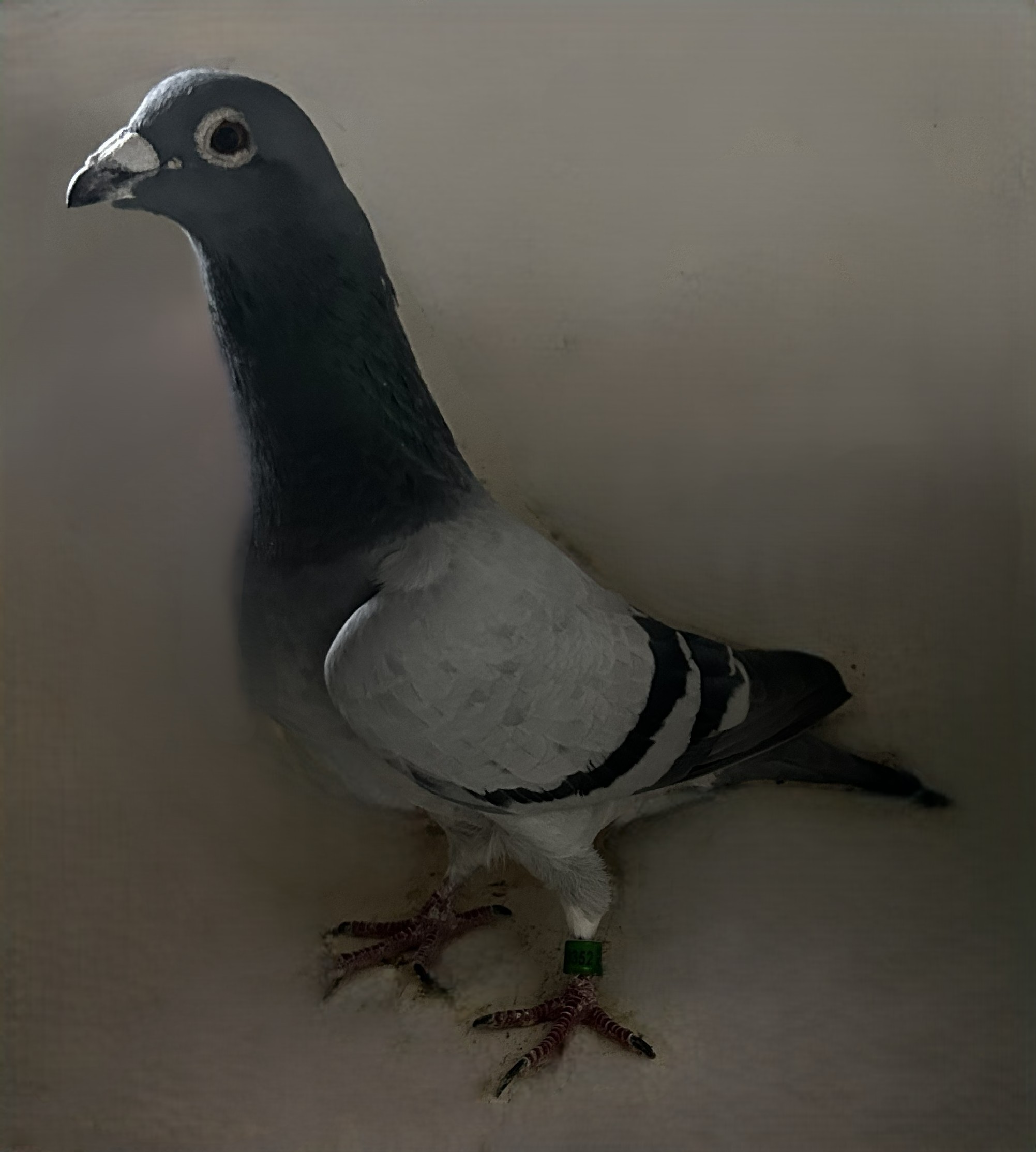 2022 E 3352 Ornat X Best Kittel BB Cock