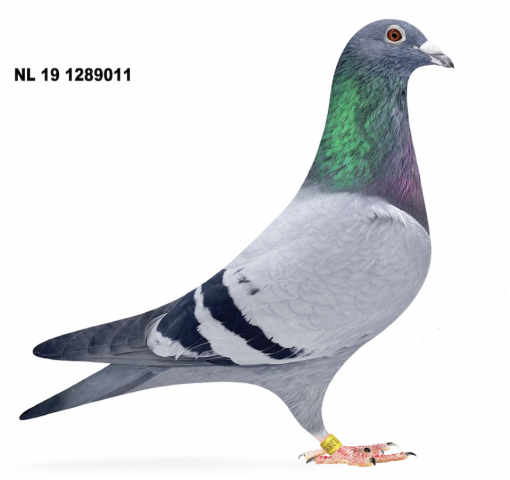 NL 19-129011