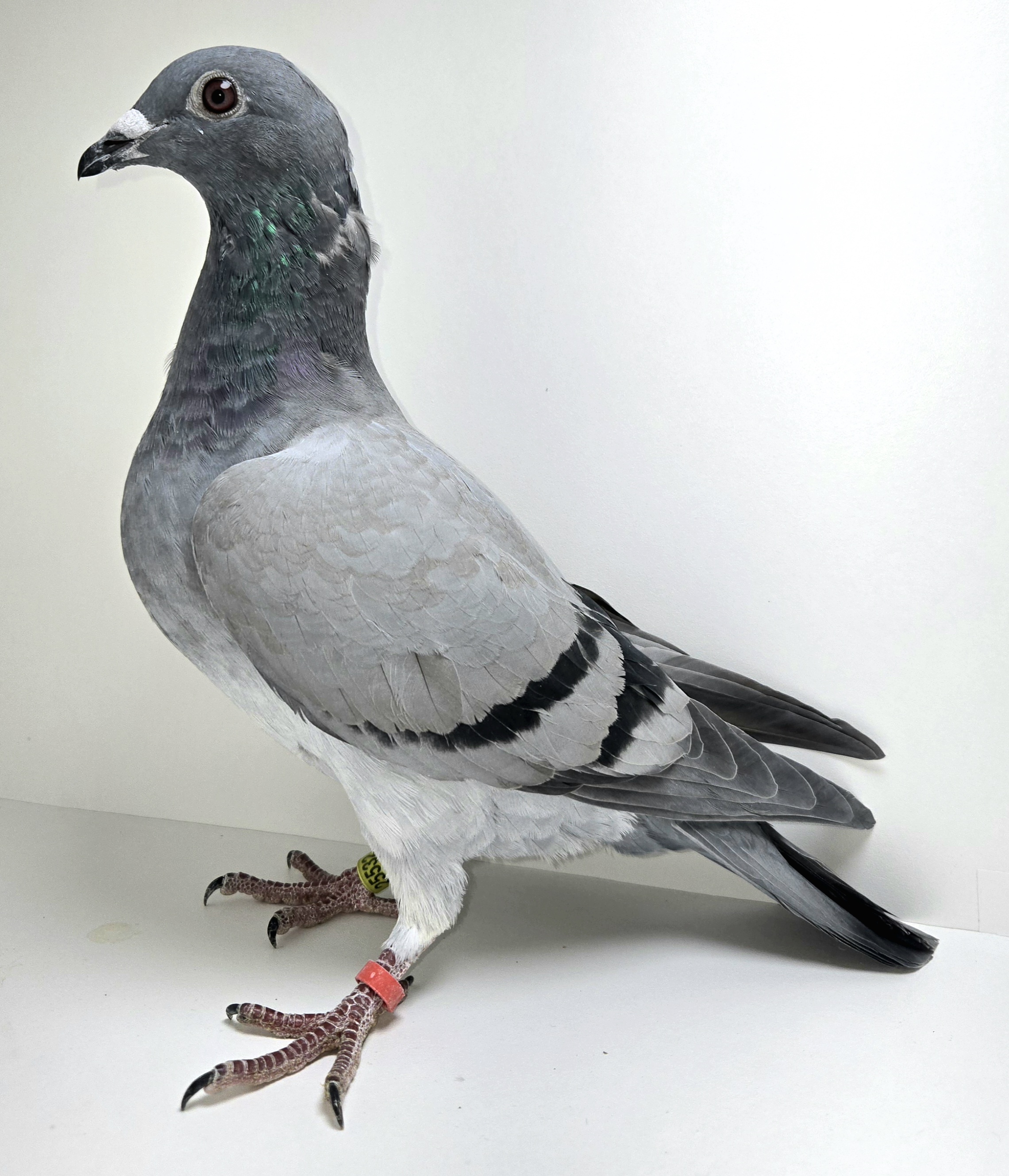 PEACH-25532-25 BB Hen