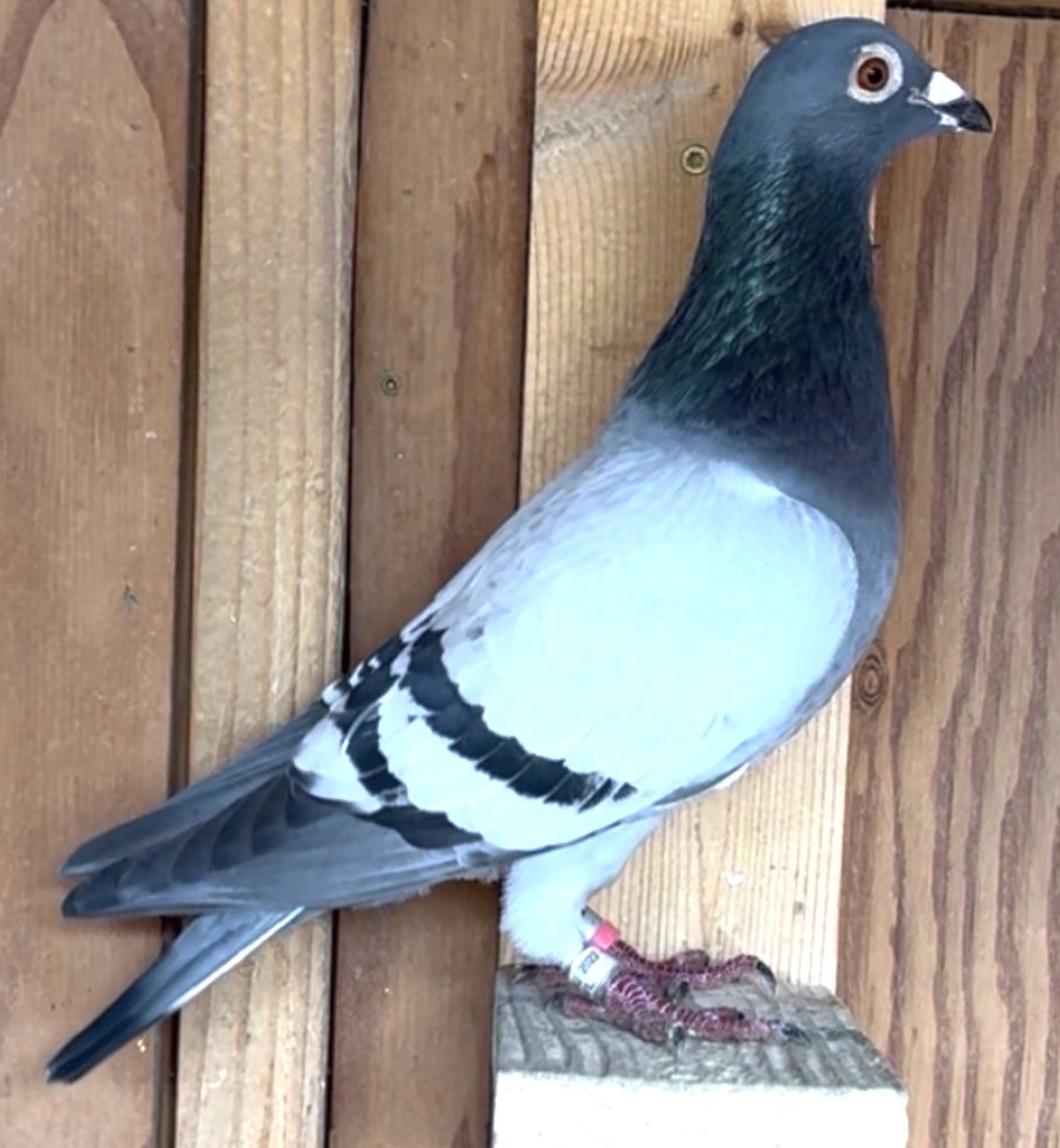 Linebred to Wolverine