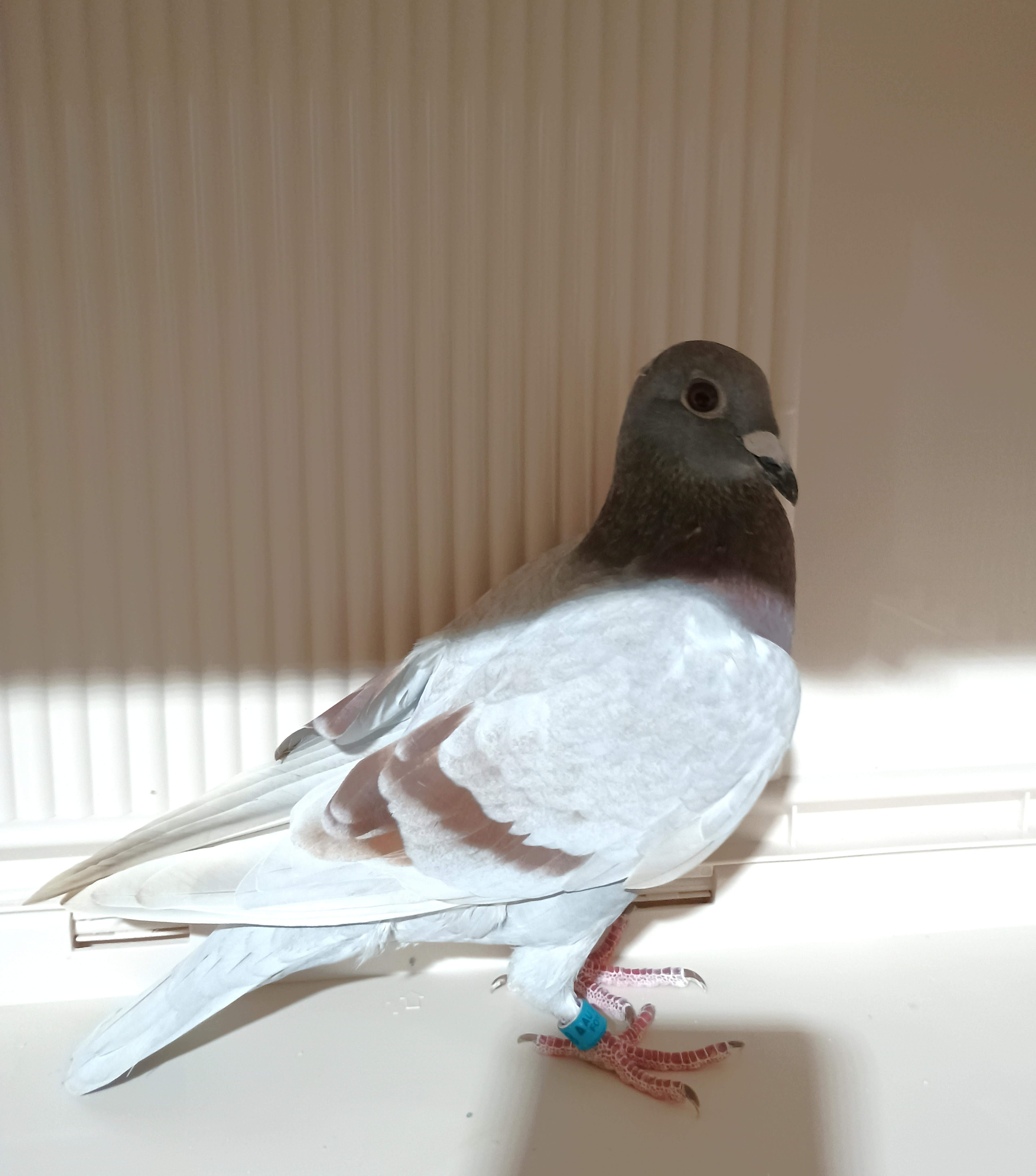 Marcel Sanger Van Den Bulck