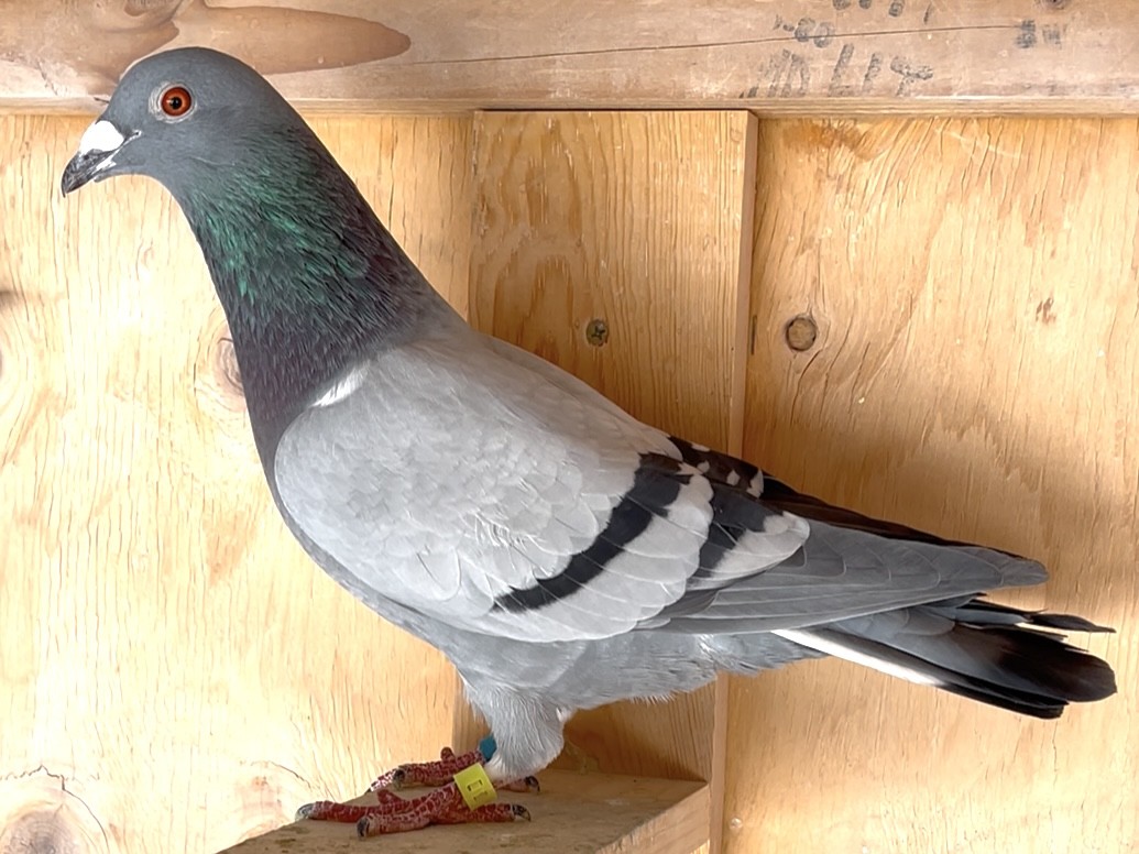 Grandson of Corvette ZR7