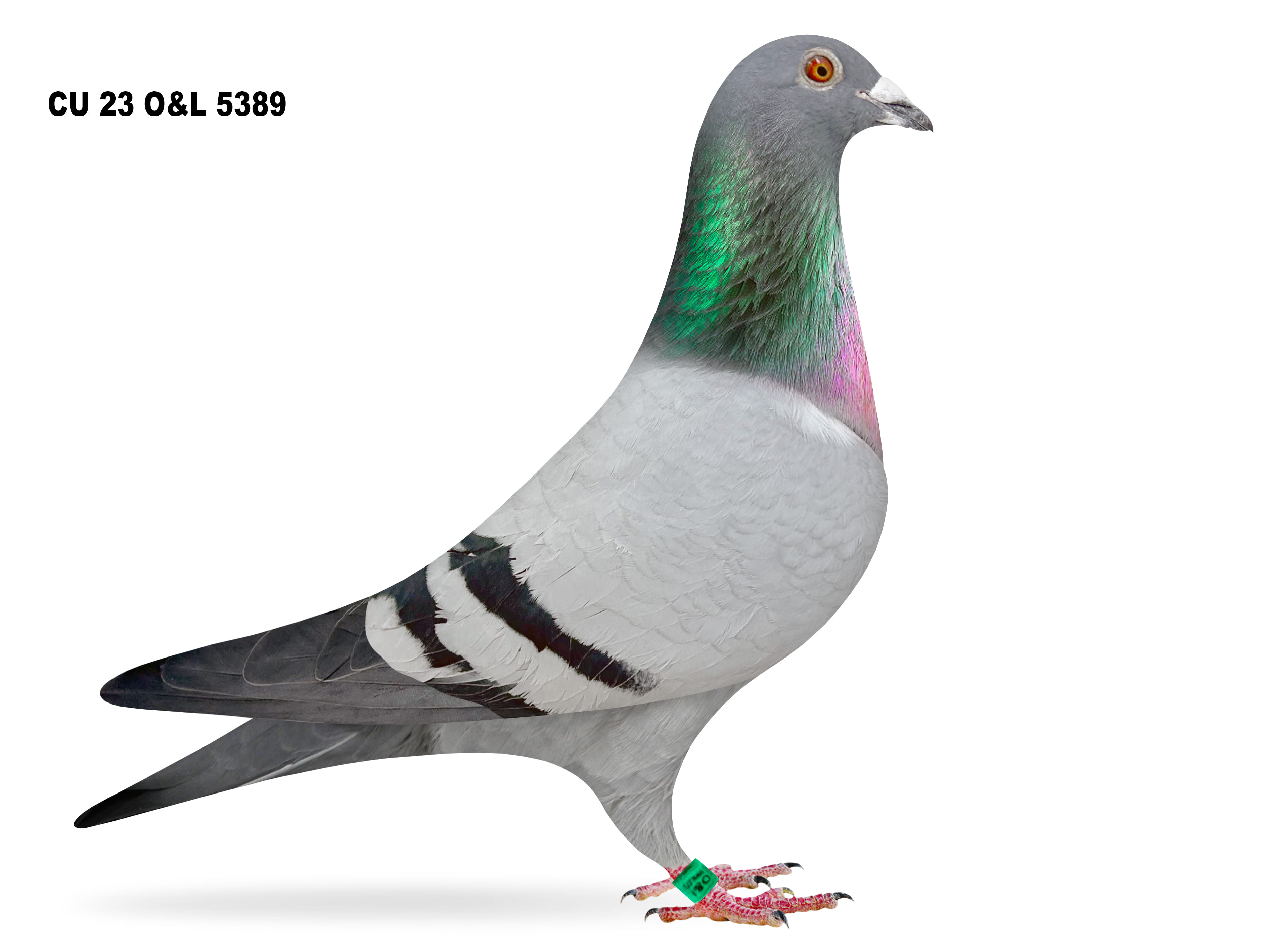 Lot 3 – CU 23 O&L 5289 BB Cock