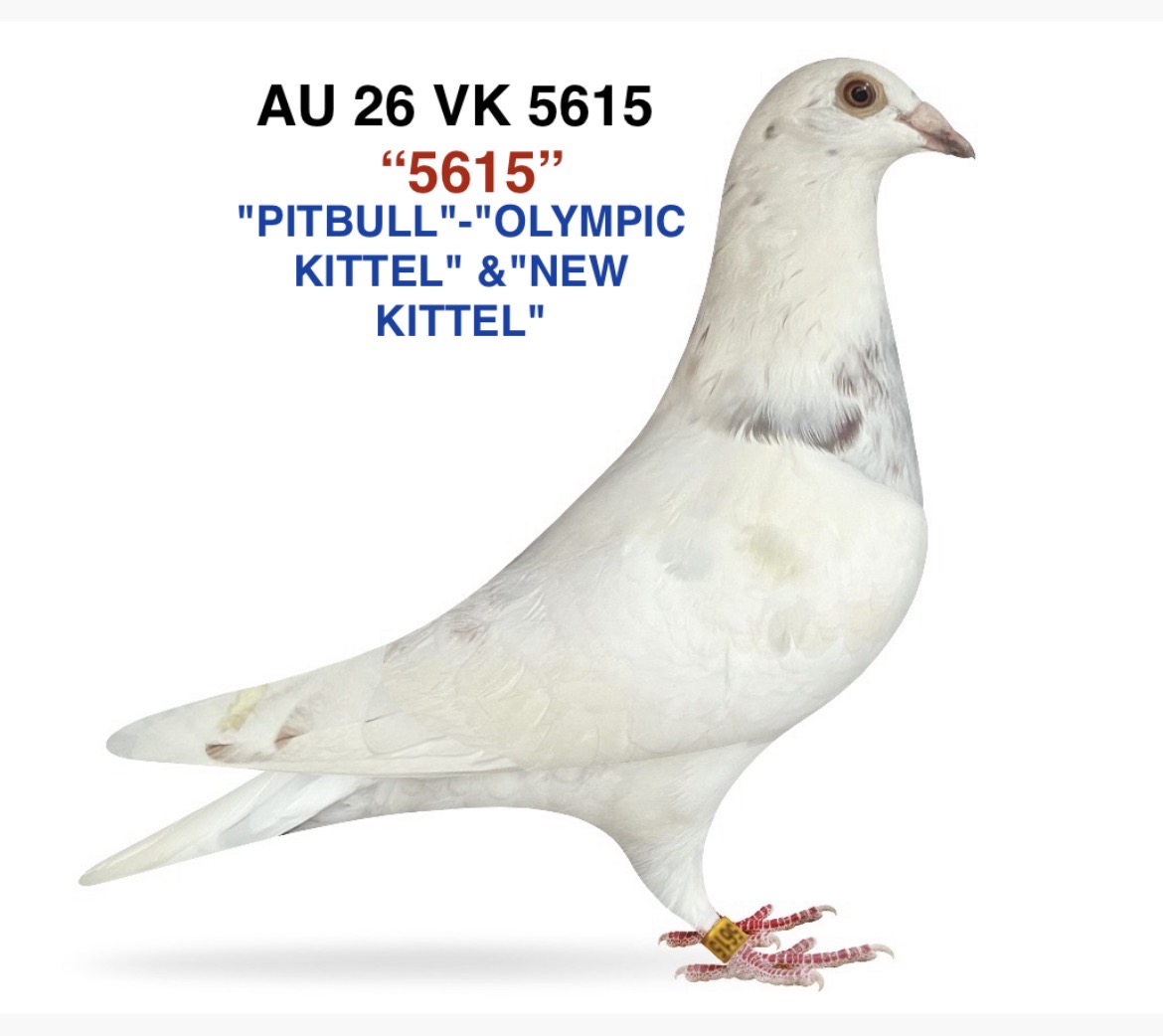 "PITBULL"-"OLYMPIC
KITTEL"