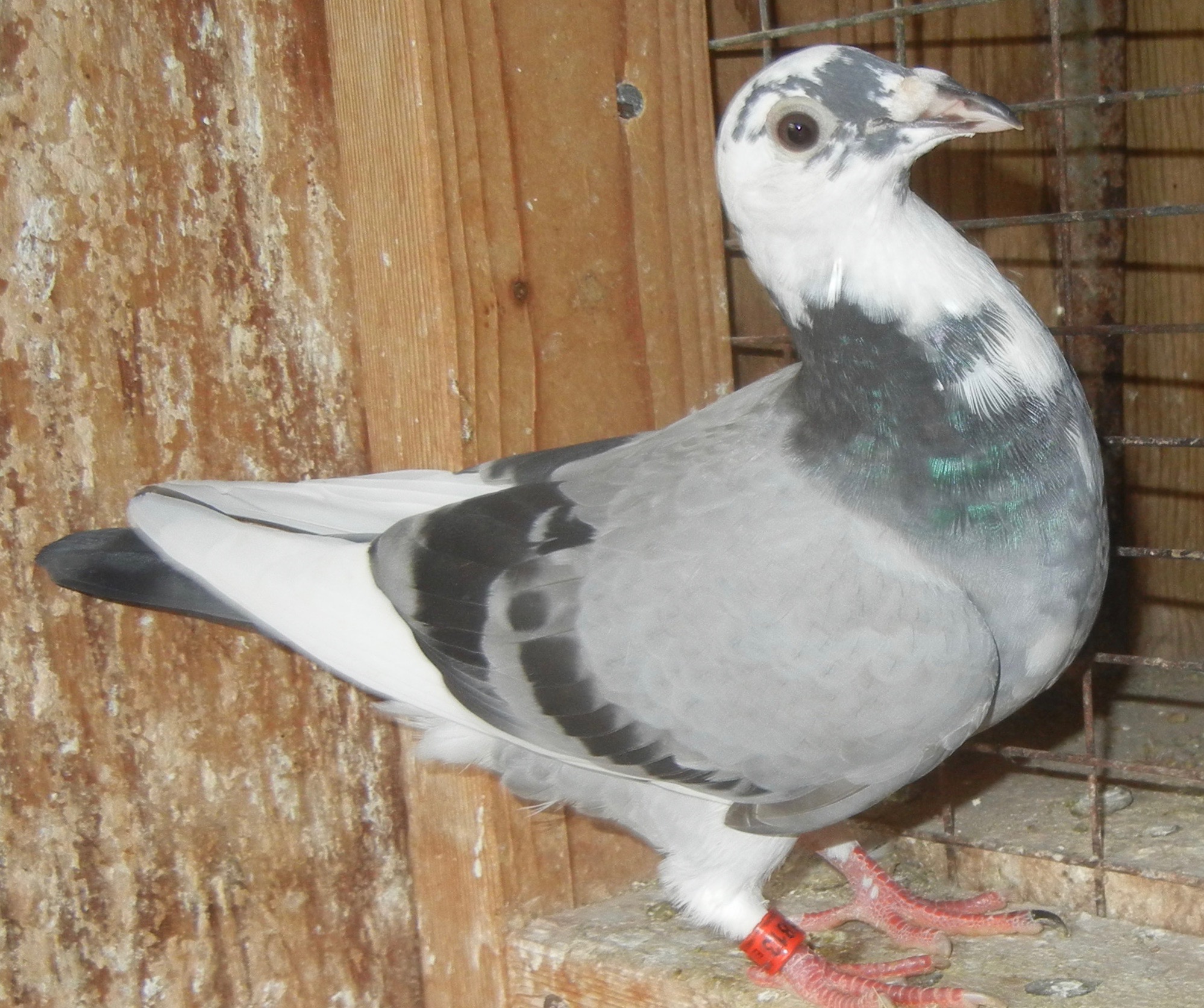 Preview Image 1