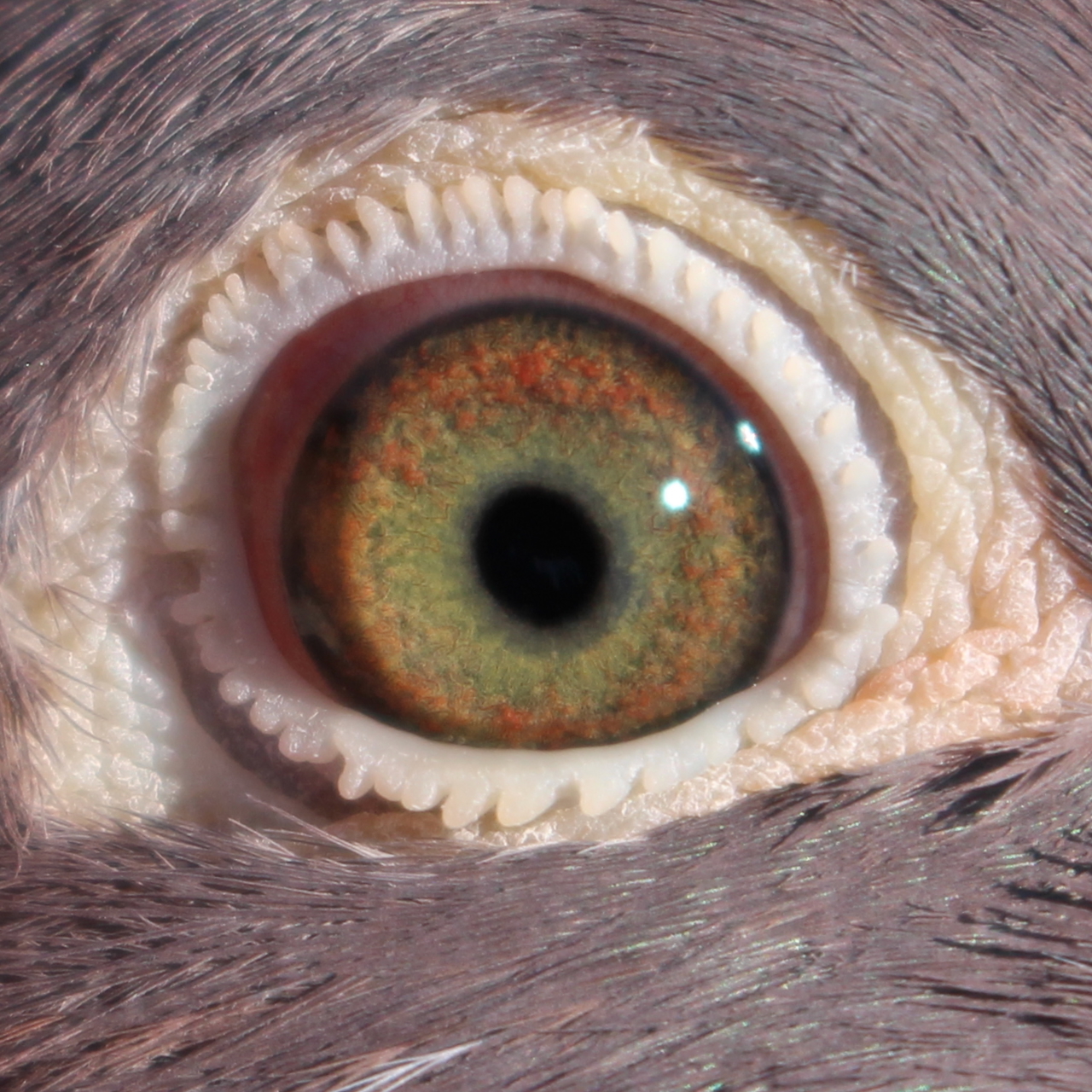 Preview Image 2