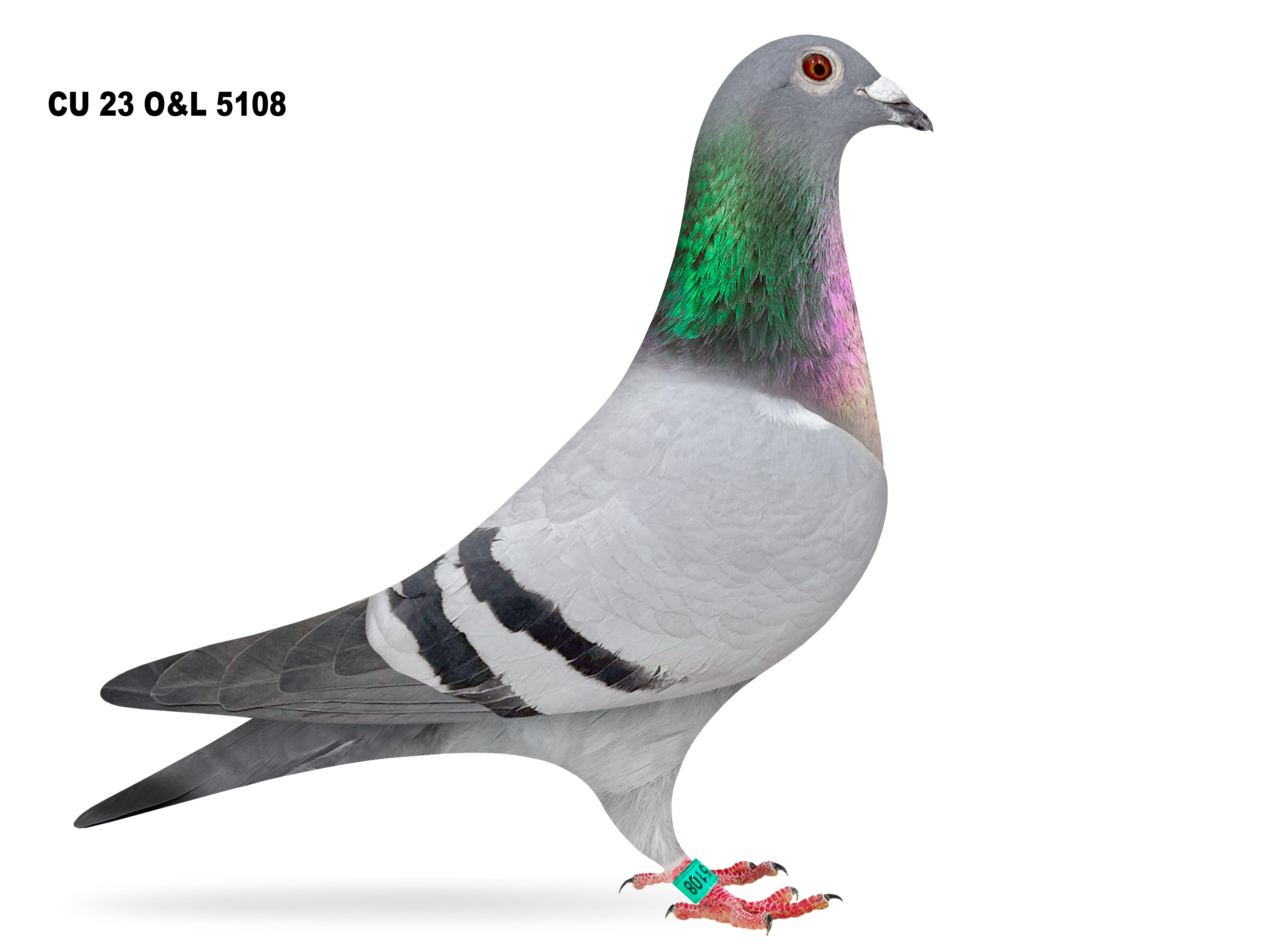 Lot 11 – CU 23 O&L 5108 BB Hen