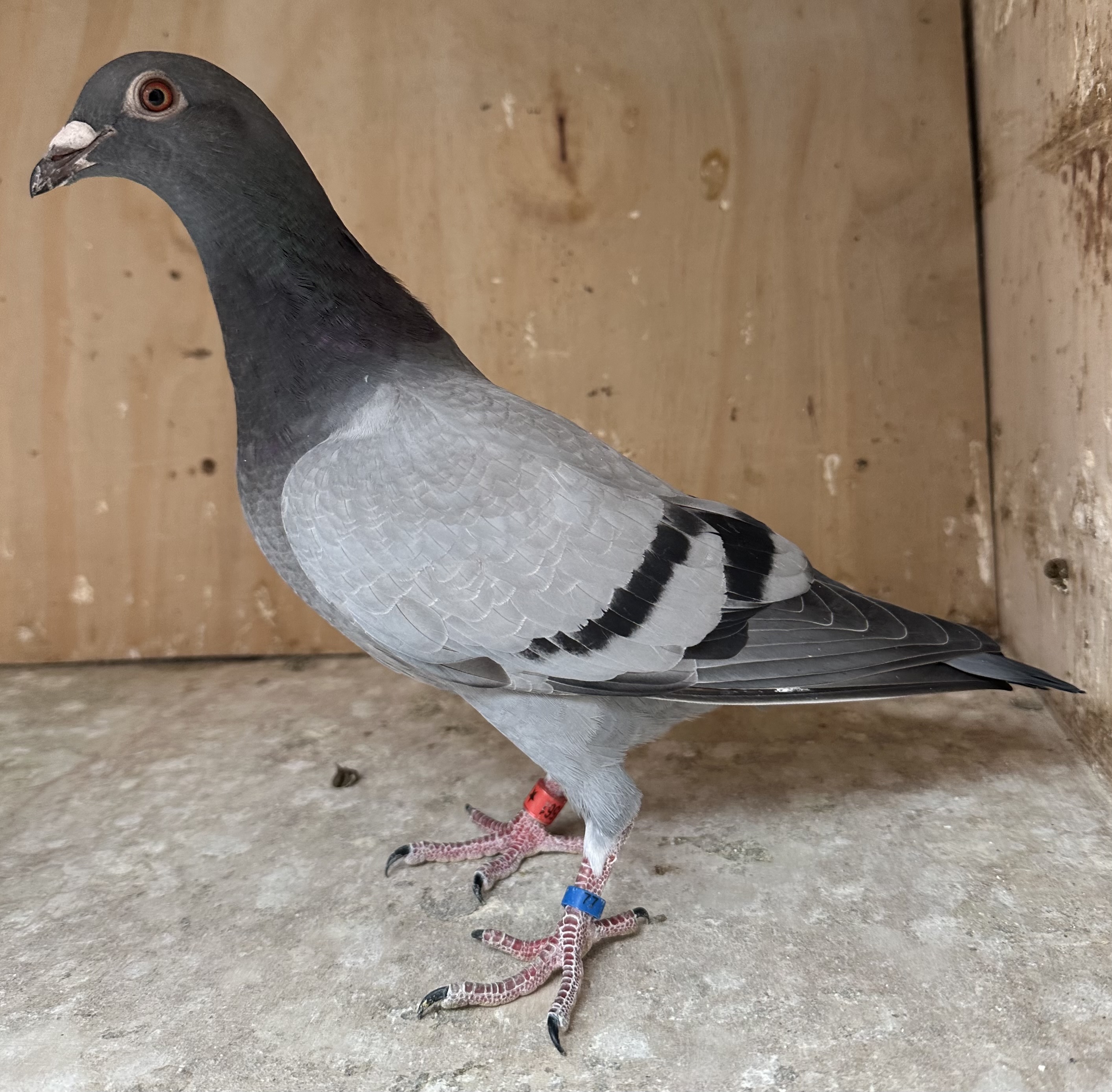 Blue bar cock, full
Sibling of champion bird 